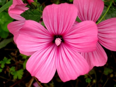 FLOWER - leaves, stems, petals, colors