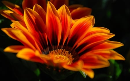 GAZANIA - leaves, stems, petals, color