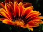 GAZANIA