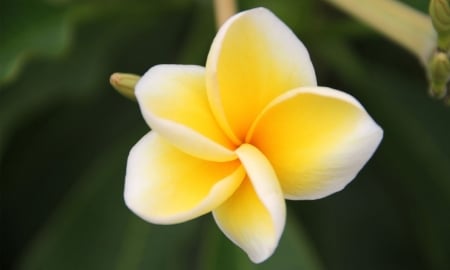 PLUMERIA - leaves, petals, nature, color