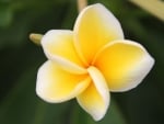 PLUMERIA