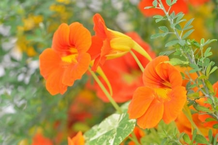 Nasturtium - leaves, stems, petals, colors