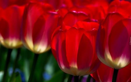 TULIPS - leaves, stems, petals, color