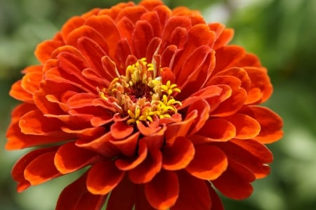 ZINNIA - flower, petals, nature, colors