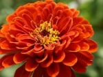 ZINNIA