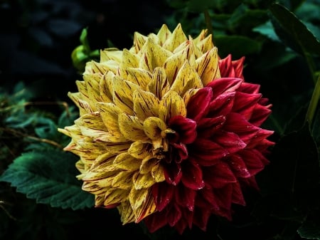 DAHLIA - leaves, petals, nature, color