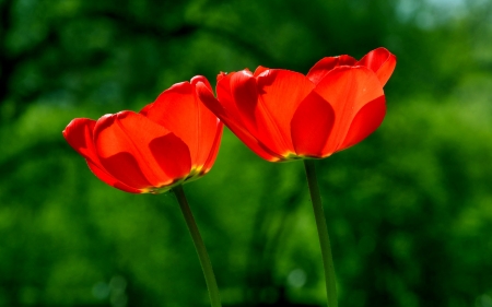 TULIPS - nature, color, stems, petals