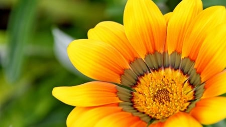 GAZANIA - flower, petals, nature, colors