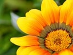 GAZANIA