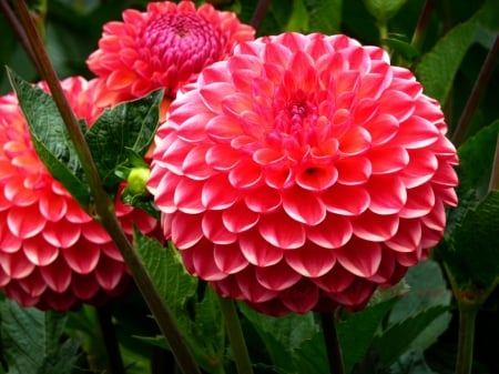 DAHLIAS - leaves, color, stems, petals