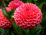 DAHLIAS