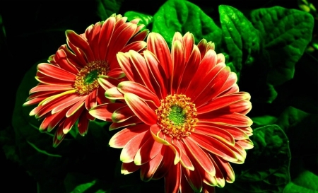 GERBERAS - leaves, nature, colors, petals