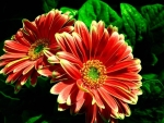 GERBERAS