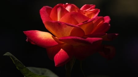 ROSE - leaves, nature, color, petals