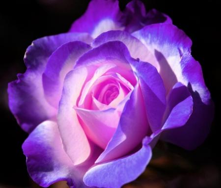 ROSE - NATURE, FLOWER, COLORS, PETALS