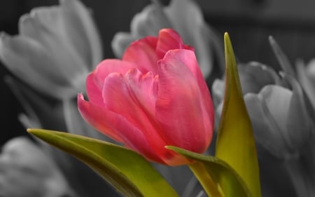 TULIPS - leaves, petals, nature, color