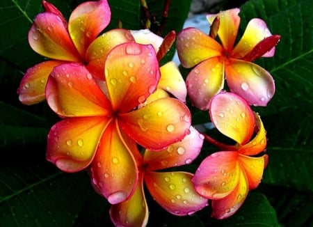 PLUMERIA - NATURE, COLORS, LEAVES, PETALS