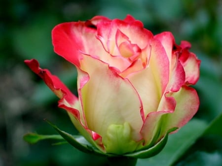 ROSE - leaves, petals, nature, color