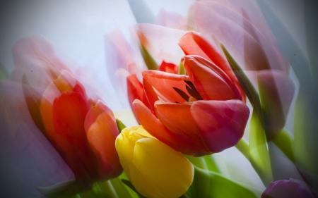 TULIPS - petals, leave, nature, colors