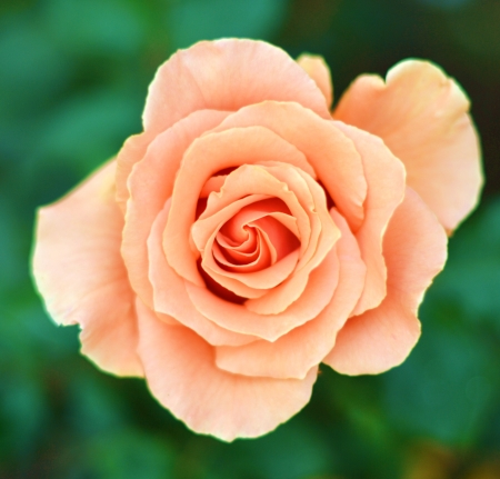 ROSE - COLOR, NATURE, LEAVES, PETALS