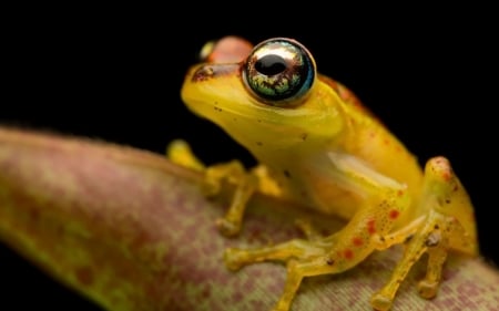 Frog - animal, yellow, amfibian, eyes, frog