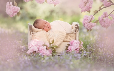 Sleeping baby - flower, child, copil, pink, cute, baby, spring, blossom, sleep, meg bitton