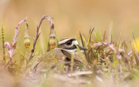 Noisy plover - hidden, pasare, eye, noisy plover