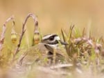 Noisy plover