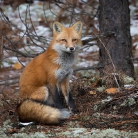 fox