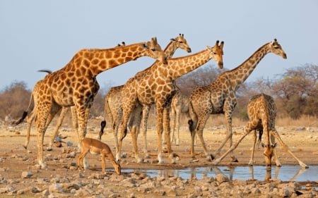 giraffes - fun, giraffes, animals, cool