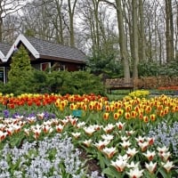 Beautiful Garden Park Flowers