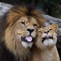 Lion and Lioness