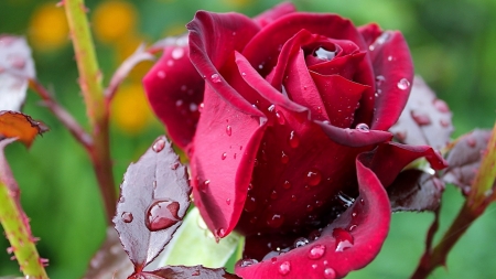 Drops on Red Rose - flowers, nature, dew, macro, drops, petals