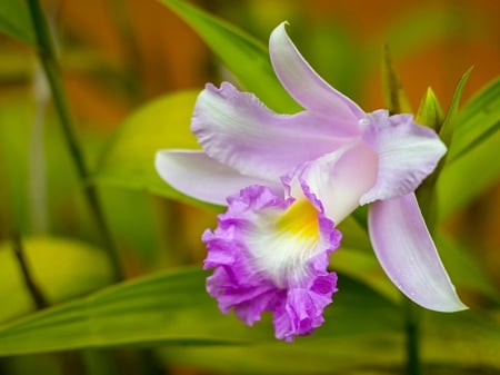 Cattleya Orchid - macro, orchid, petals, nature