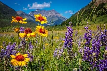 Mountain wildflowers - wildflowers, summer, view, peak, grass, meadow, mountain, sky