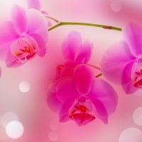 PInk Orchid Bokeh