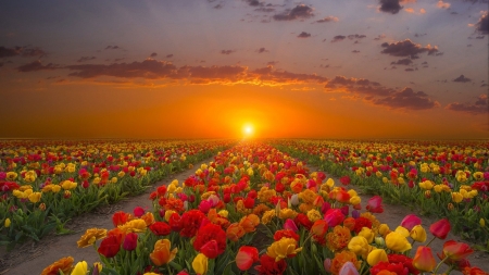 Tulips Field at Sunset