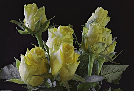 Roses - Bouquet, Yellow, Flowers, Roses