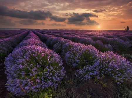 Sunset Over the Lavender Field