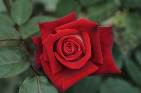 Rose - Rose, Red, Petals, Flower