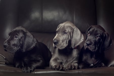 Puppies - black, animal, great dane, ciane, dog, puppy, trio