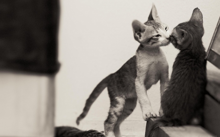 Kiss - black, white, pisica, funny, bw, kiss, couple, cat