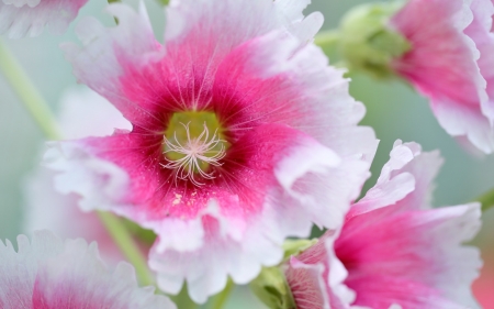 Flowers - white, skin, macro, pink, green, summer, texture, flower