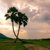 Clouds over Palm Trees in Field