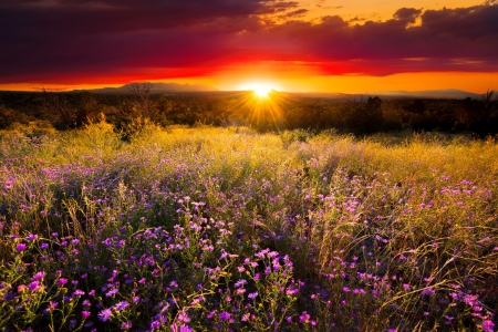 Purple asters at sunset