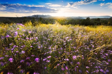 Dance of wildflowers - pretty, summer, beautiful, sunrise, meadow, lovely, flowers, wildflowers, wind, sunset, asters, field, dance, sky