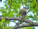 Hawk And It's Prey