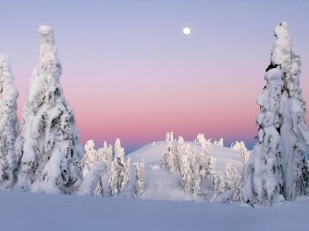 Dawn in a Snow - dawn, trees, winter, nature, snow, sunrise, field, forest