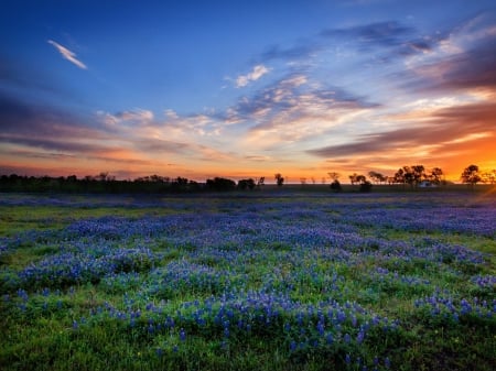 Evening Over a Field of Blue Flowers - nature, sky, blue, clouds, flowers, field