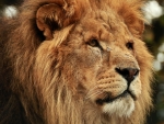 gazing lion